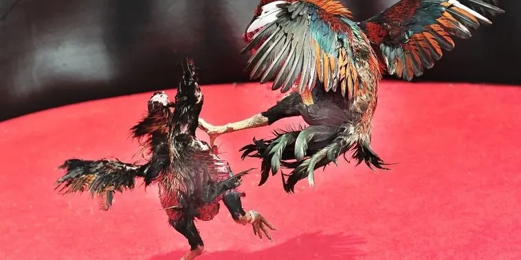 Chinh Phục Cách Chơi Đá Gà Sabong Tại EE88 Cho Người Mới Bắt Đầu